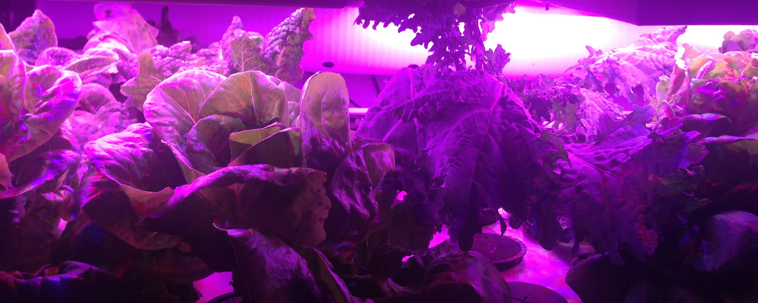 Salads growing under purple LED lights in a hydroponic urban farm.