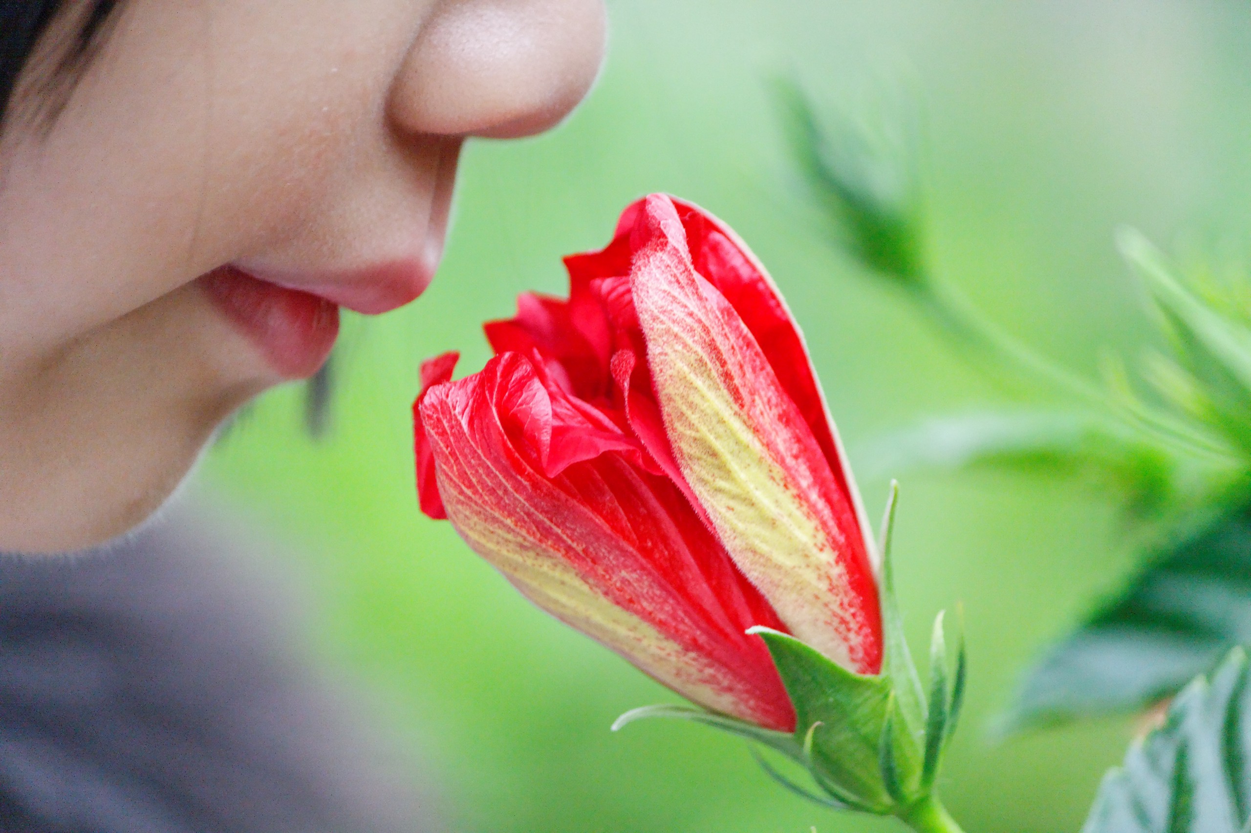 Сильный приятный запах. Нюхает цветы. Обонятельные ощущения. Обоняние. Человек нюхает цветок.