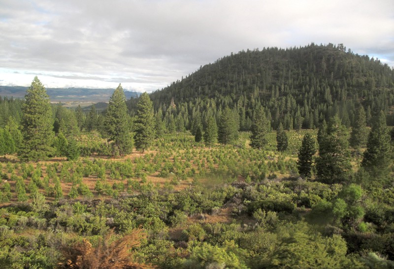 A wooded hillside.