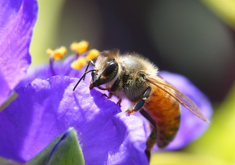 A bee on a purple flower.