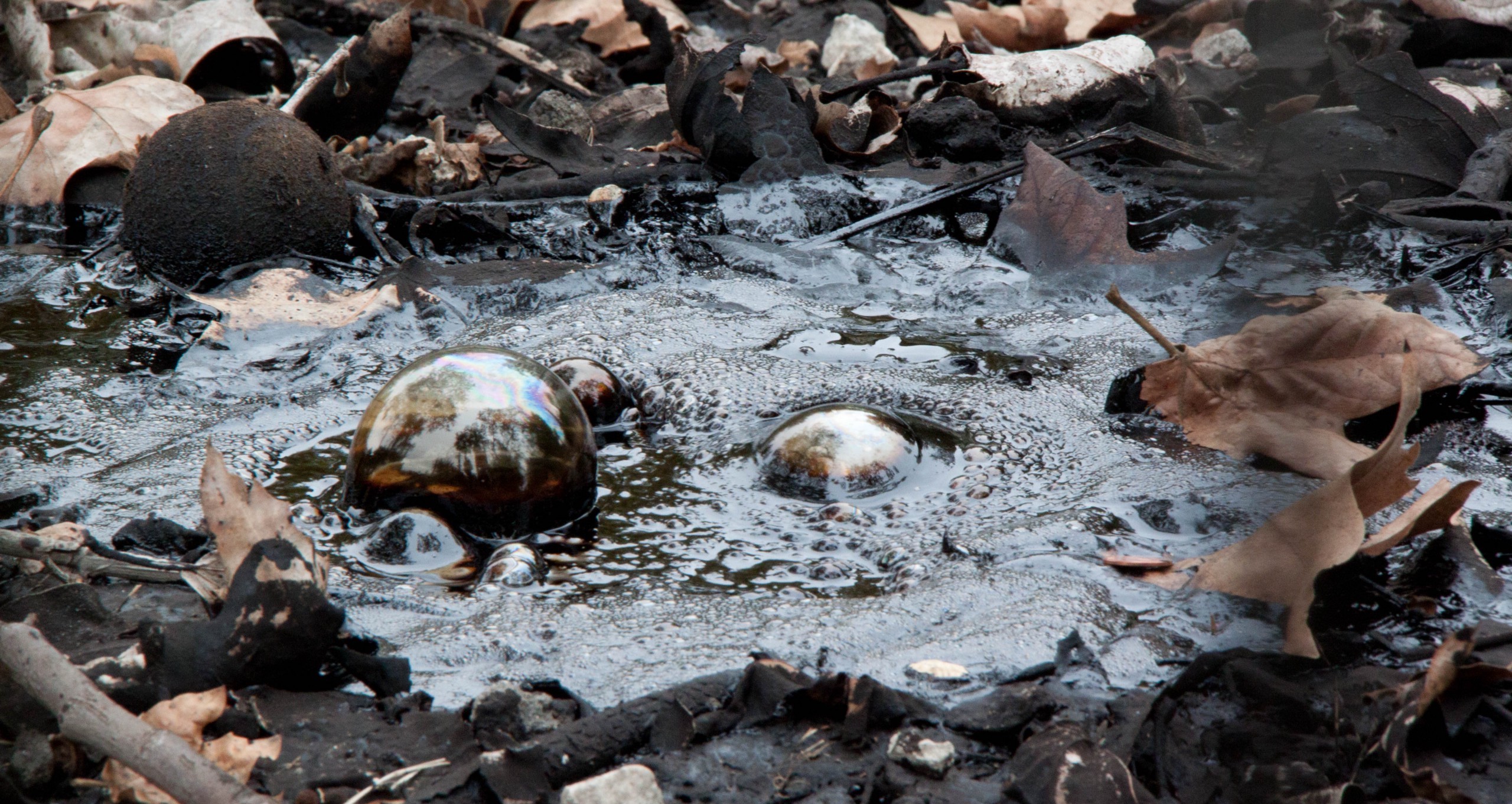 The La Brea tar pits bubble away.